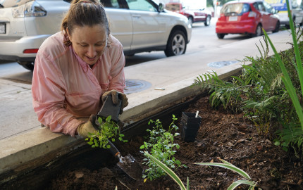 Planting photo