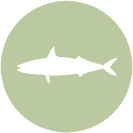 Mackerel