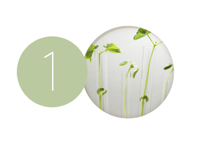 Picture of naturally active ingredients