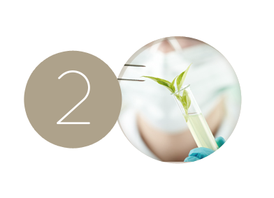 Picture of naturally active ingredients Validation