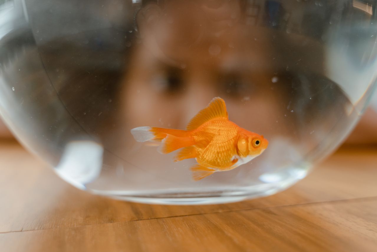 Exploring human experience is not like observing goldfish. 