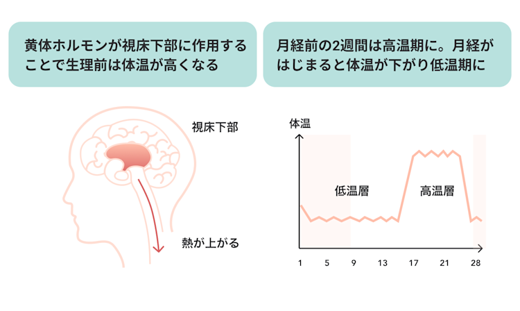 生理前や生理中に「冷え」を感じるのはどうしてなのかの図解