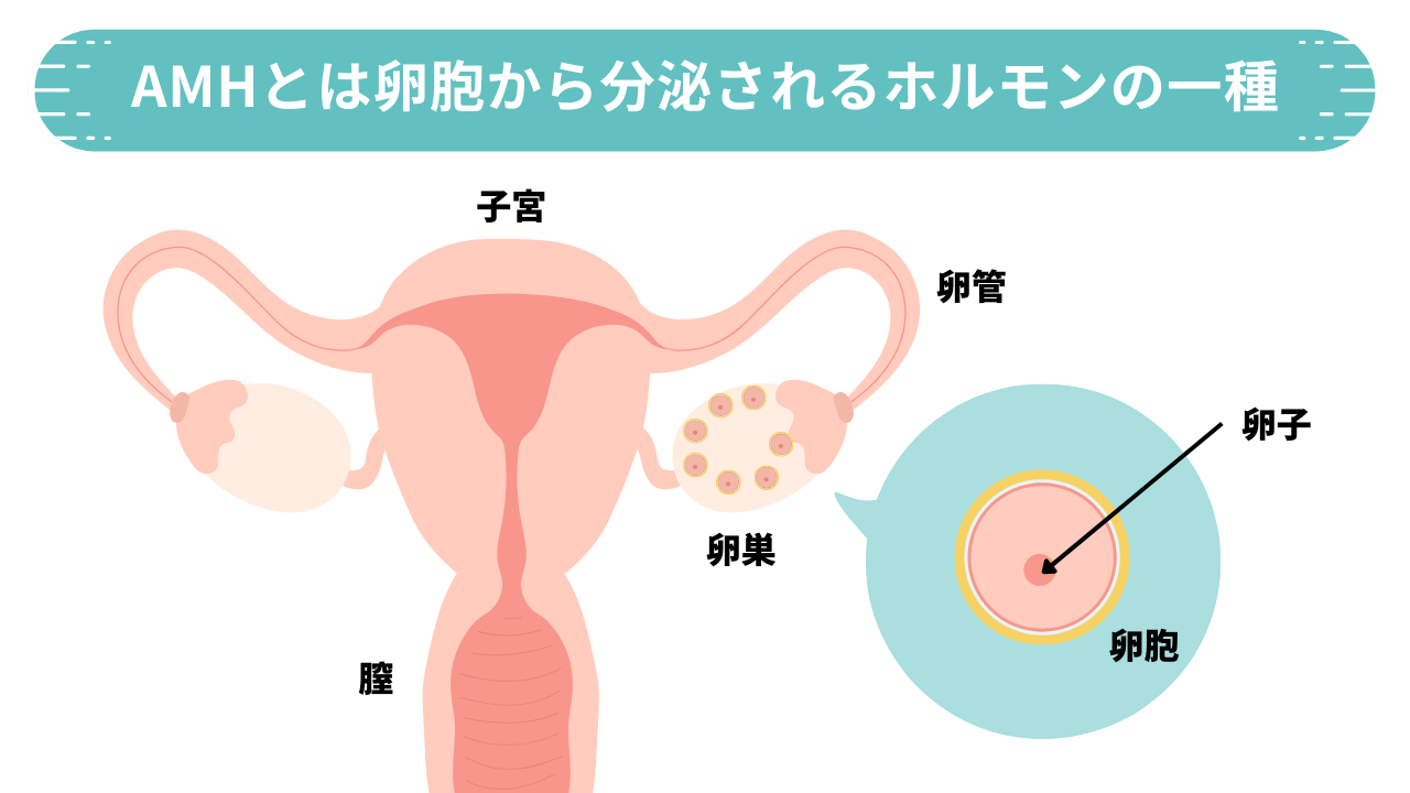 AMH hormon