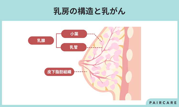 乳房の構造の図解