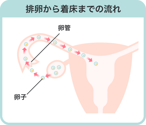 排卵から着床までの流れ