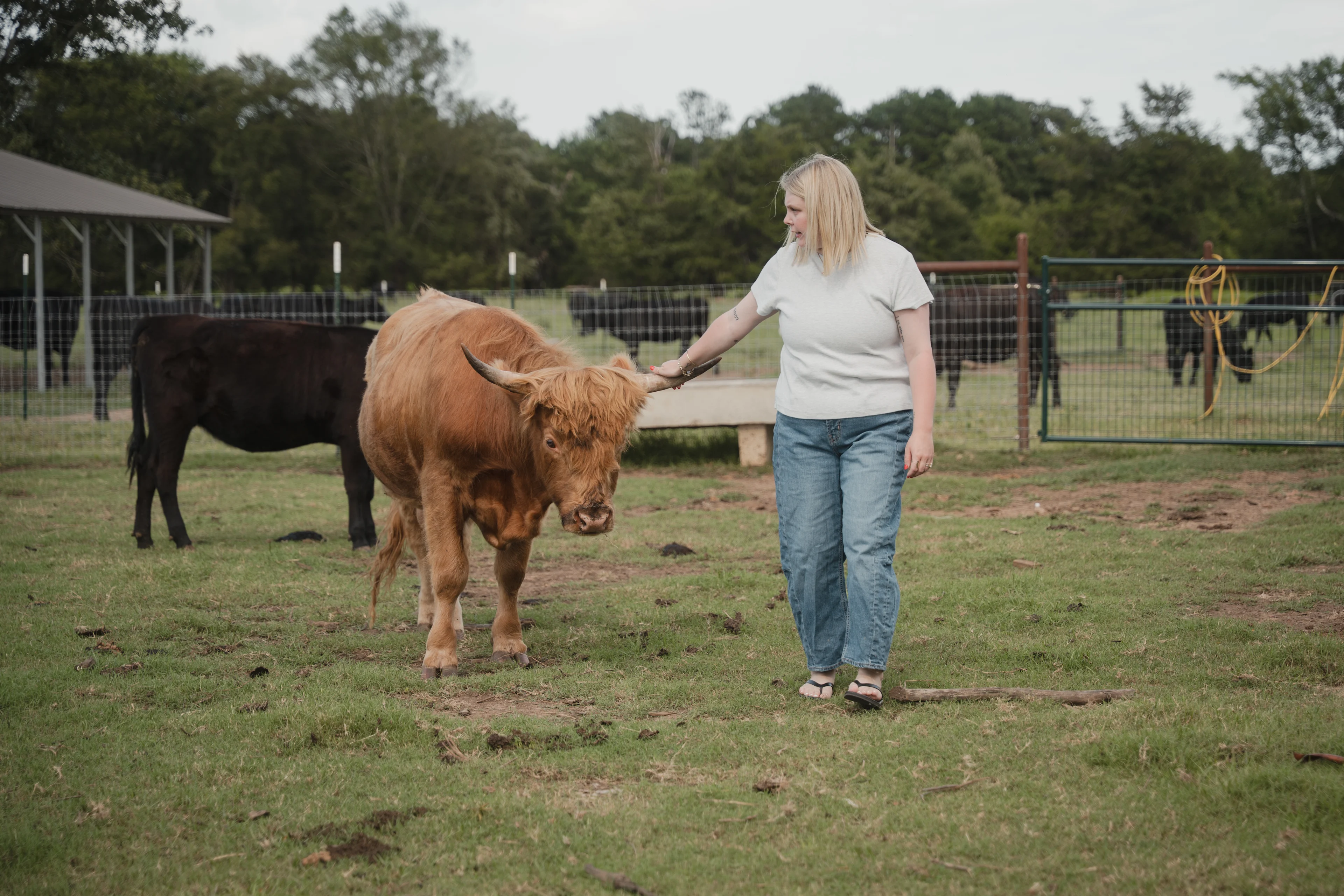 Koven walking on her farm with one of her cows.