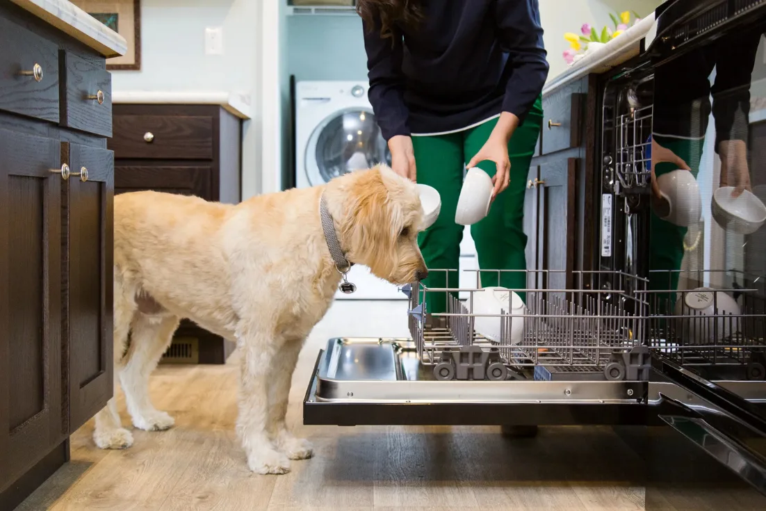 A yellow dog stares down a white bowl in the bottom rack of an open dishwasher while the torso of a person, face unseen, holds two more white bowls ready to load inside.
