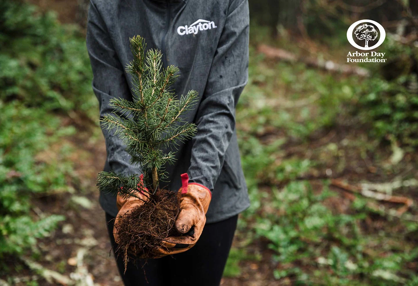 Clayton® to Plant More than Two Million Trees in 2022 in Partnership with the Arbor Day Foundation header image