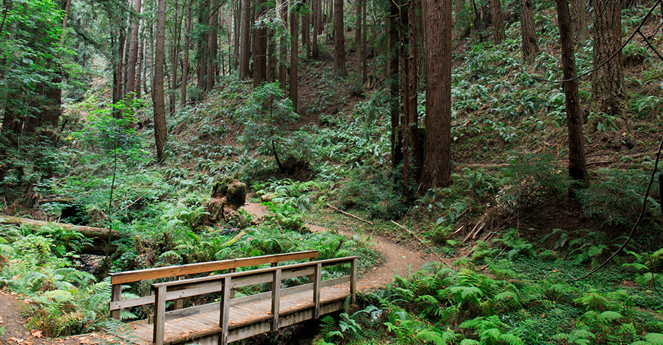 Los Altos hiking trail.