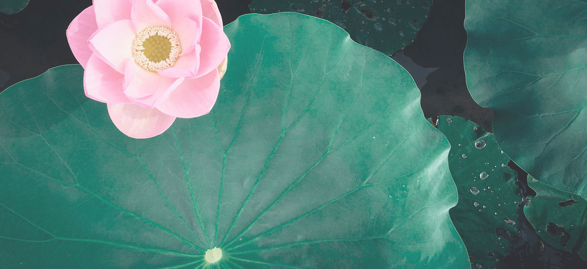 Stagno fiore di loto