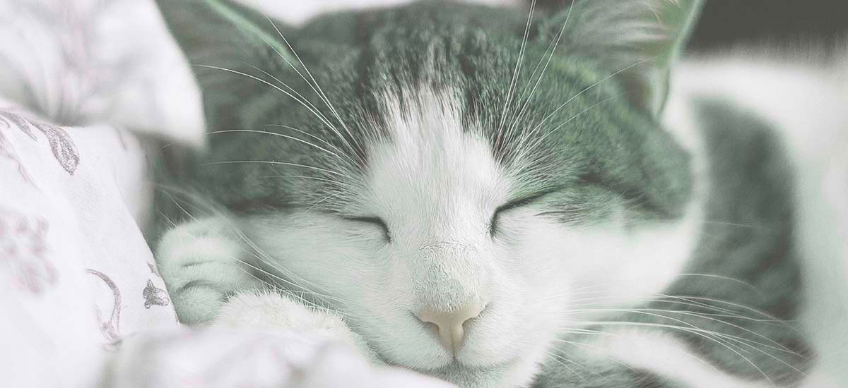 Gatto che dorme