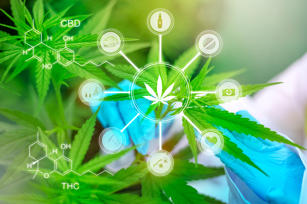 Close up of scientist's hand with hemp leaves at indoor cannabis farm, medical and biology concept.