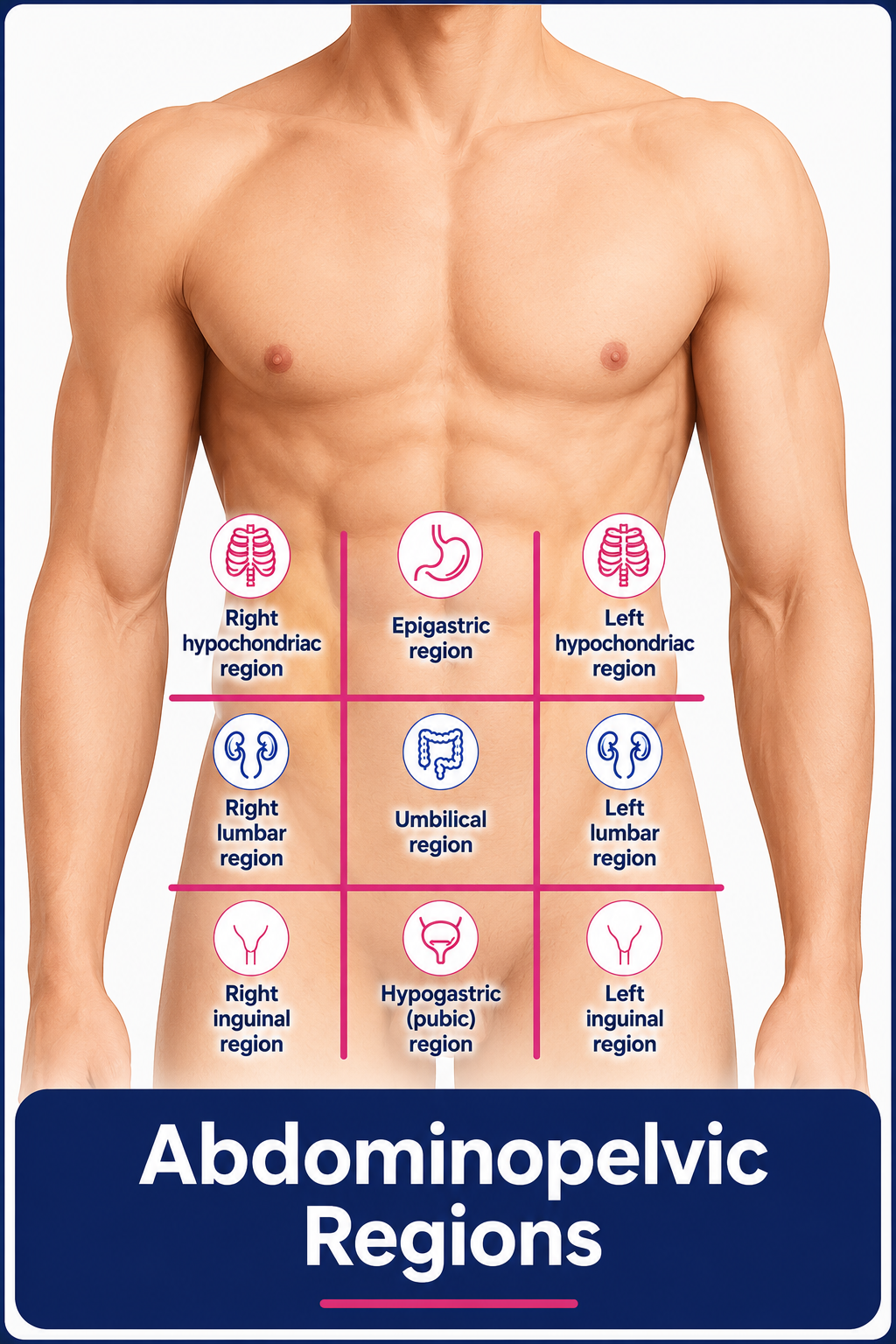 Abdominopelvic regions