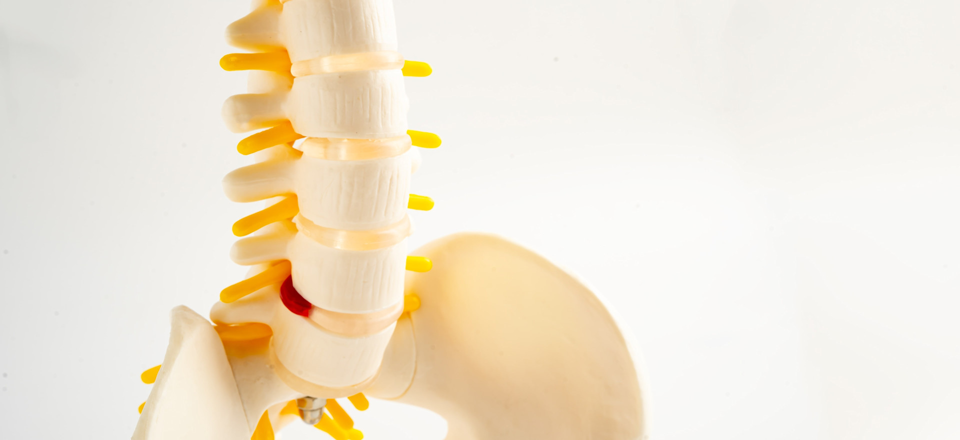 A close up of a skeletal model.