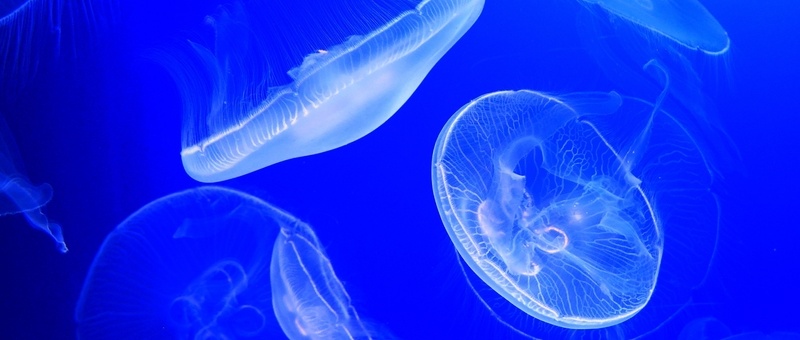 What to do if you're stung by a jellyfish