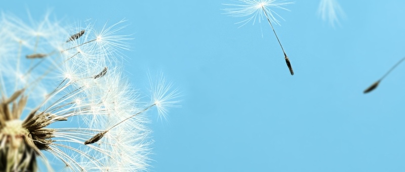 Puffy dandelion and flying seeds against blue sky on sunny day.
