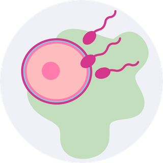Ovulation calculator