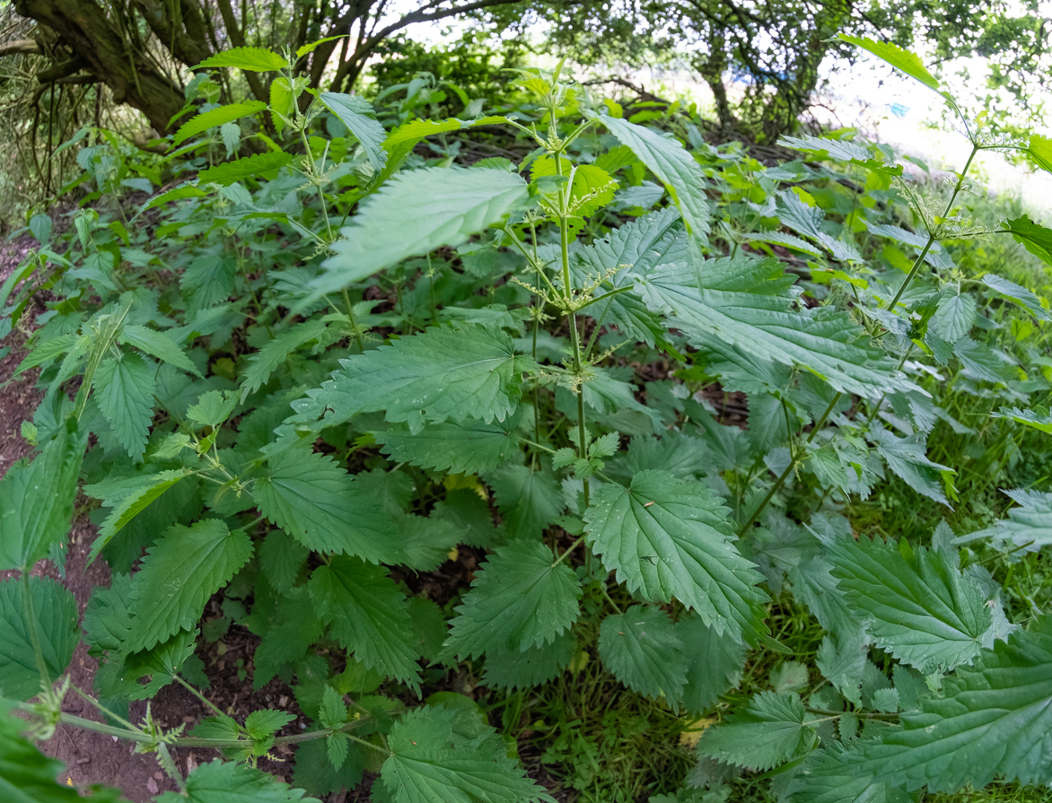 stinging nettles