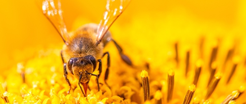 One bee works on honeycomb