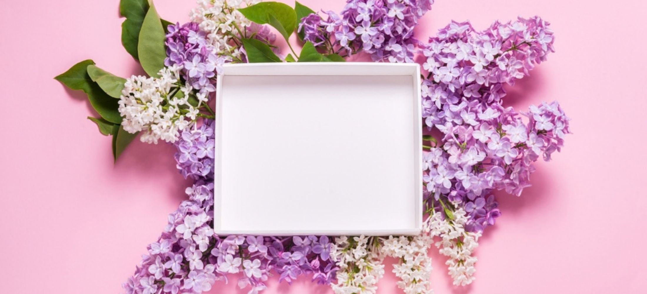 White empty gift box decorated with lilac flowers on pink background.