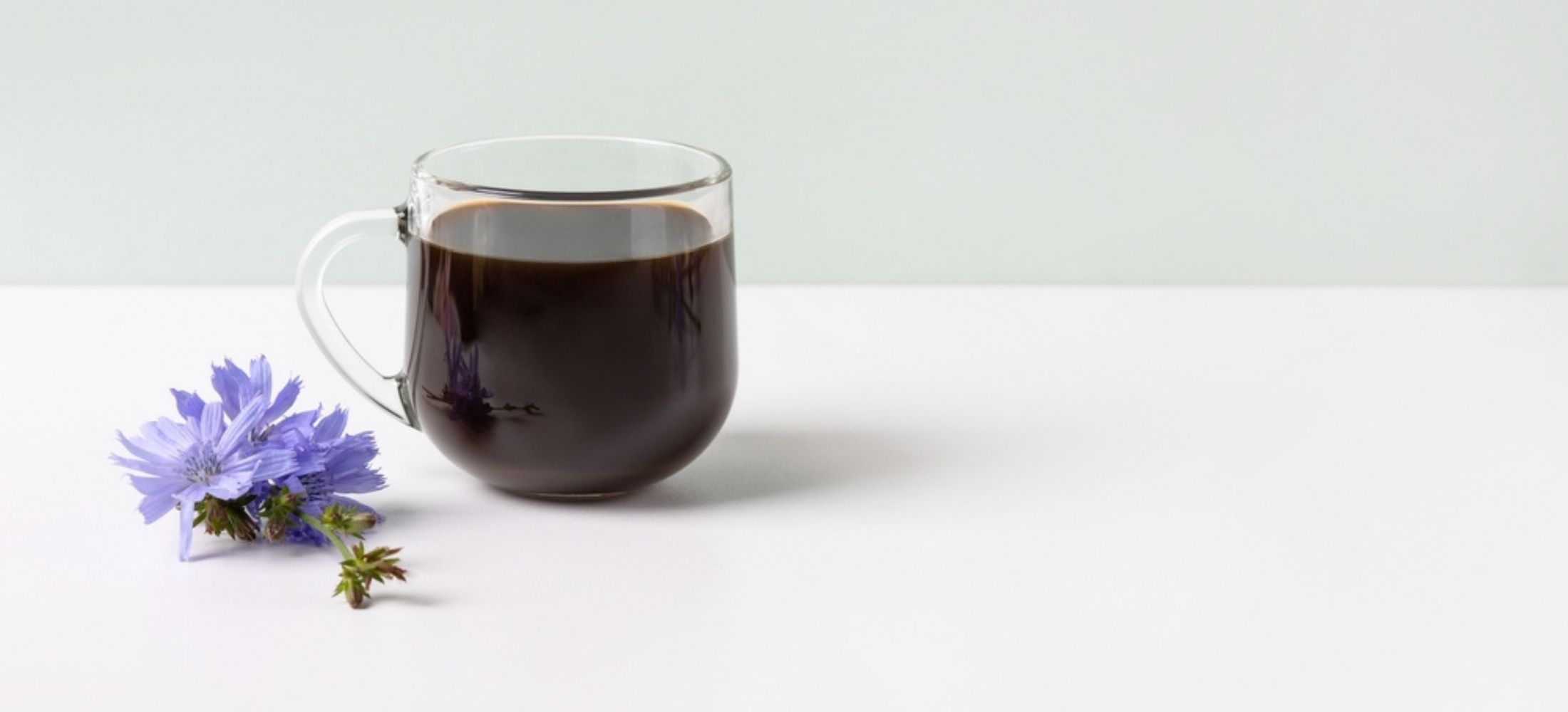 Glass cup with chicory drink and blue chicory flowers on grey background.