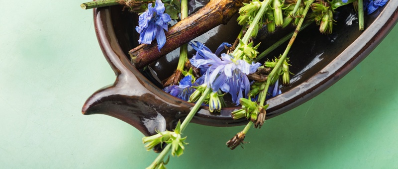 Chicory root and chicory flowers in brown ceramic dish against green background.