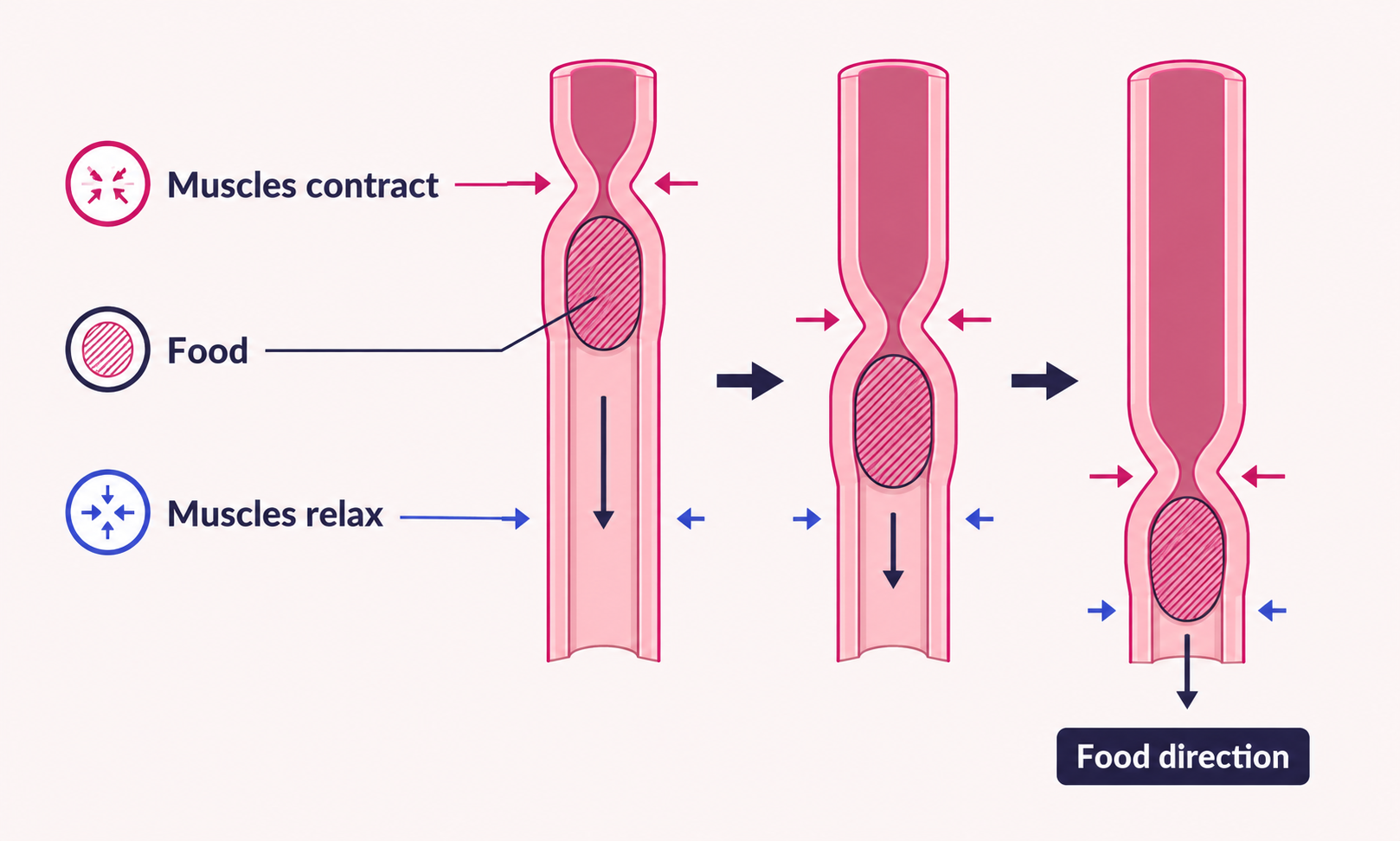 Diagram showing how food moves through the digestive tract as muscles contract and relax, with arrows indicating direction.