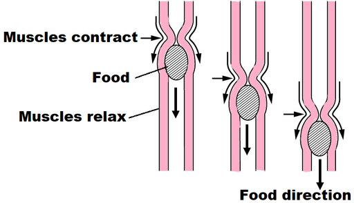 Diagram showing how food moves through the digestive tract as muscles contract and relax, with arrows indicating direction.