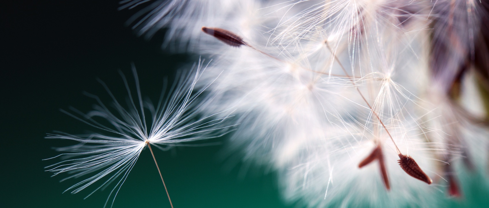 Closeup Shot of Dandelion Seeds