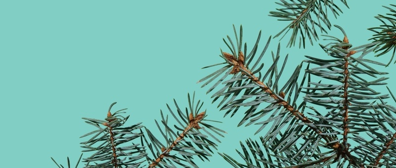 What is forest bathing and can it improve your health?