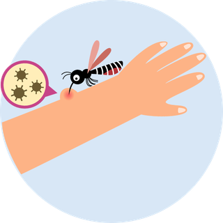 insect bite