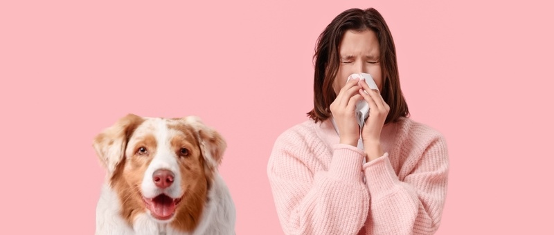 House dust mite and pet allergy