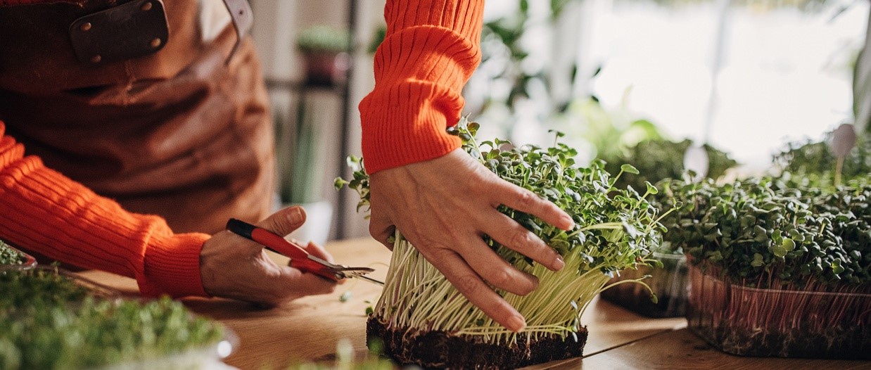 The latest superfood - what's the fuss around microgreens?