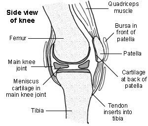 Cross-section of the knee showing the patella