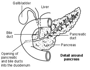 Diagram showing detail around the pancreas