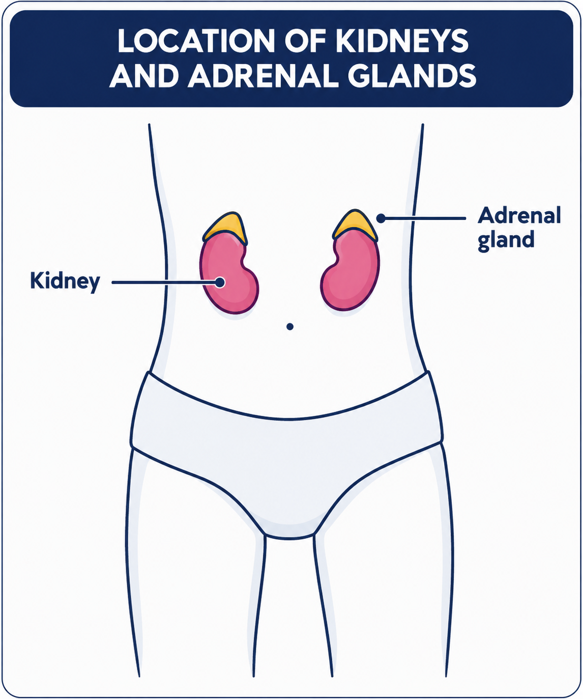 Adrenarche image