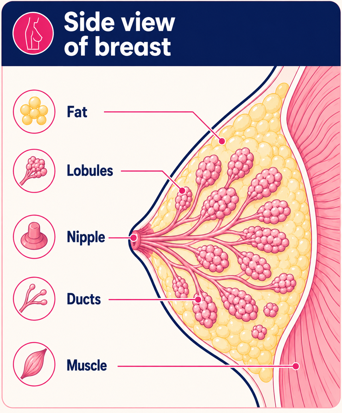Cross-section diagram of a breast