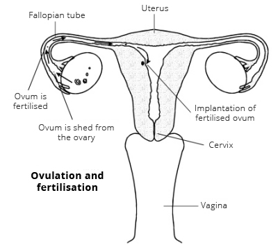 Ovulation and fertilisation