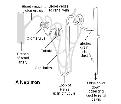 Nephron
