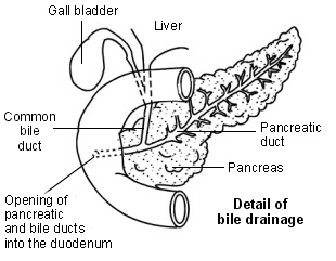 Pancreas - bile drainage