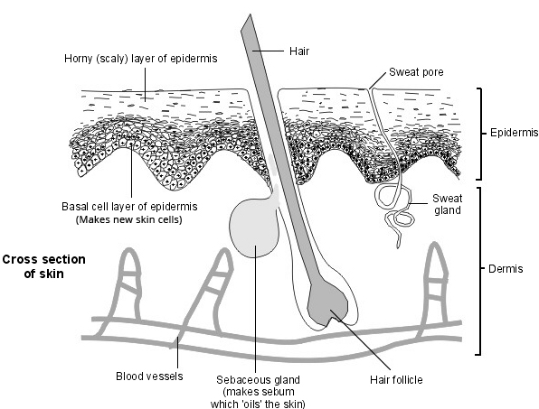 Skin - cross section
