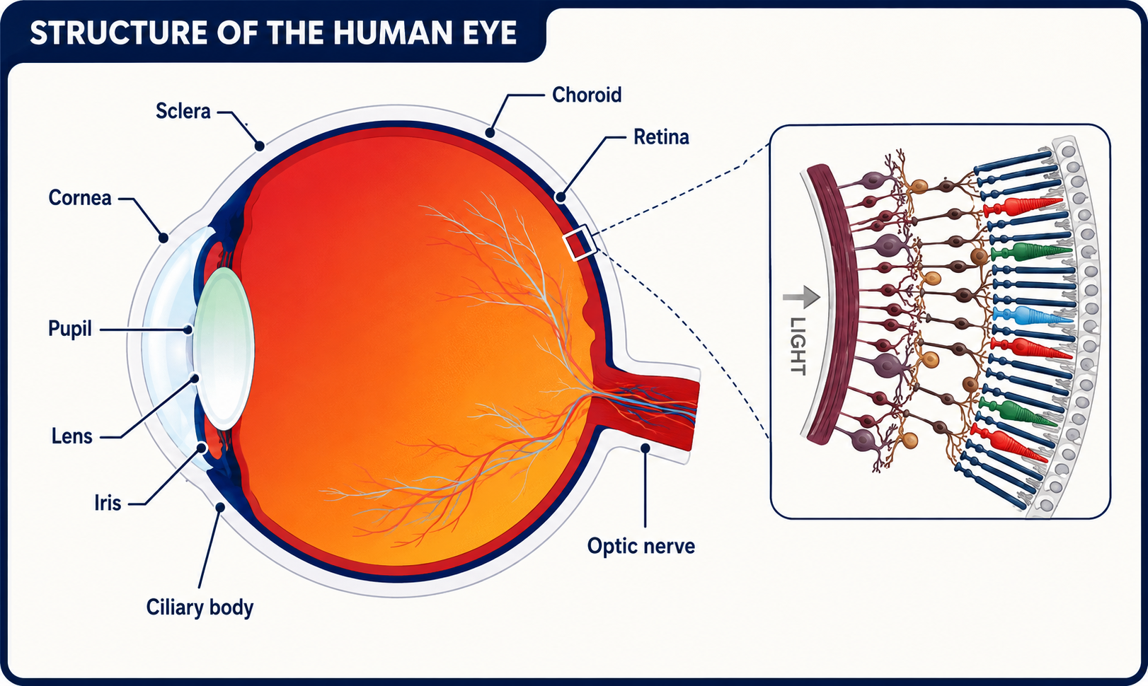 Retinal anatomy
