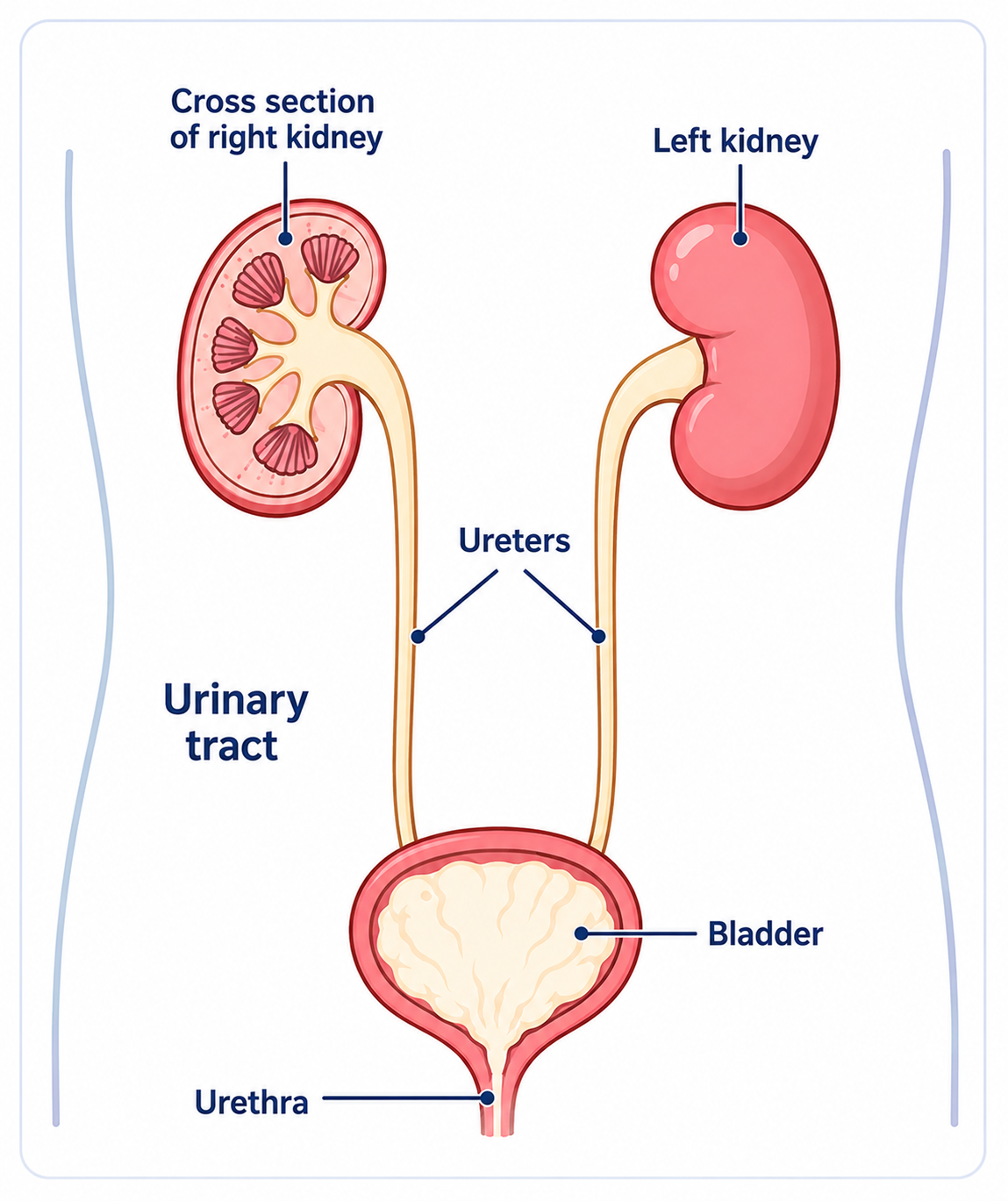 UTI in children: Cross-section diagram of the urinary tract