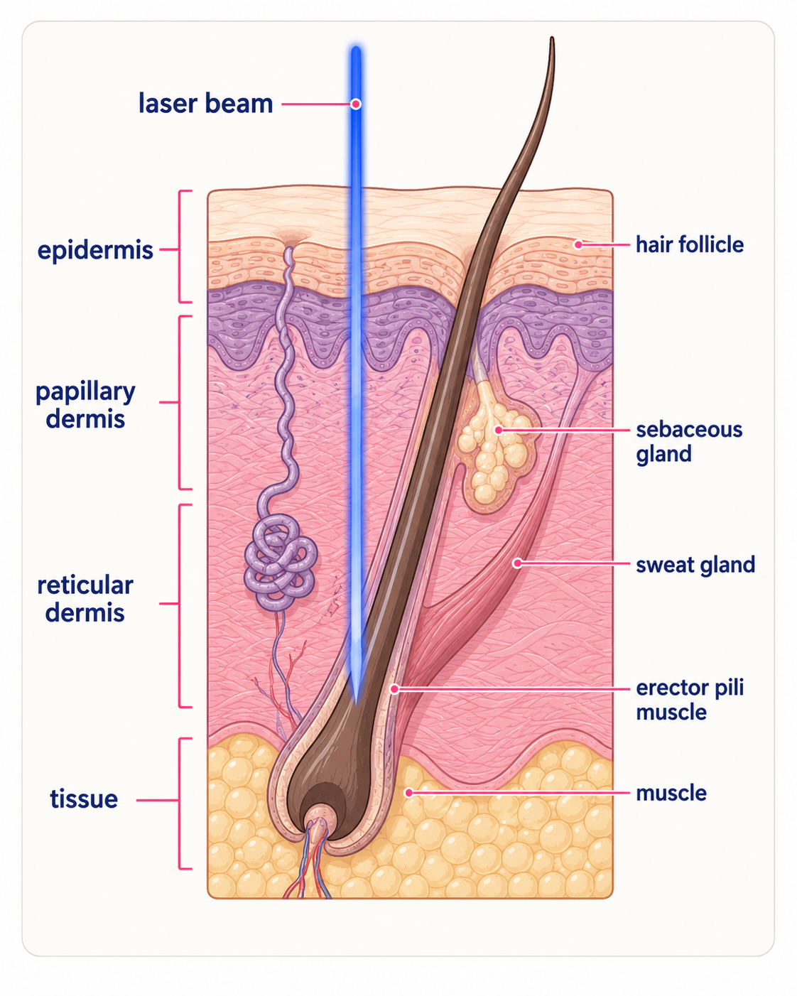 Hair biology