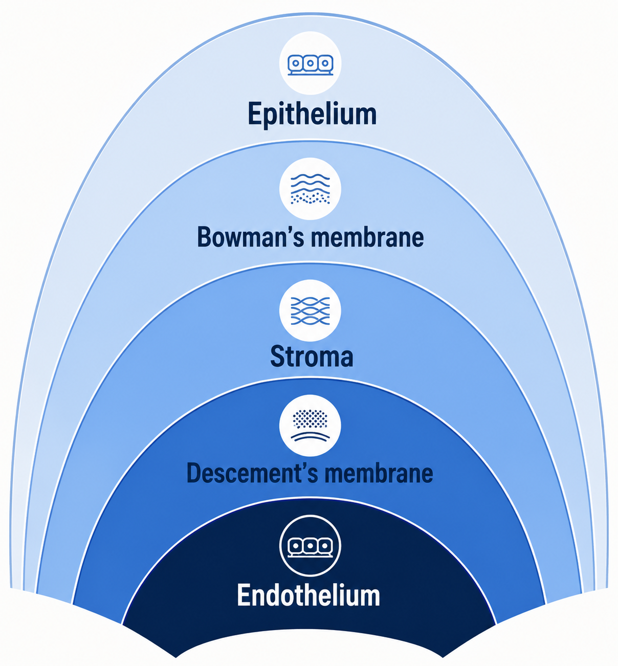 Corneal structure