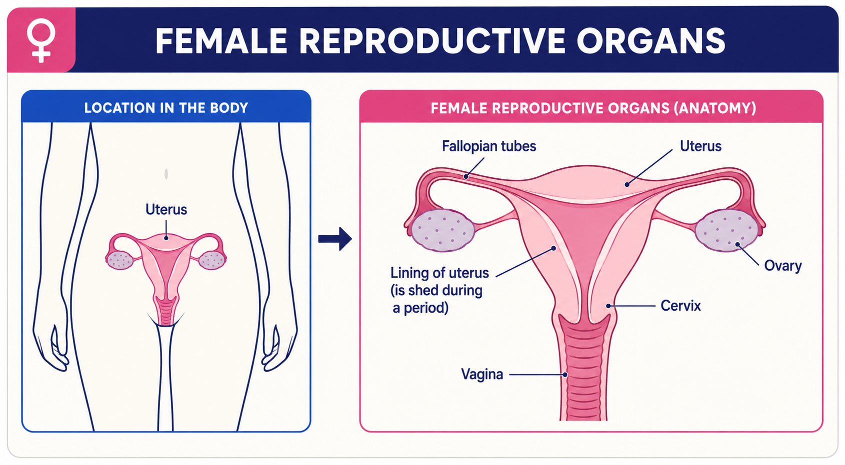 Female reproductive organs (periods)