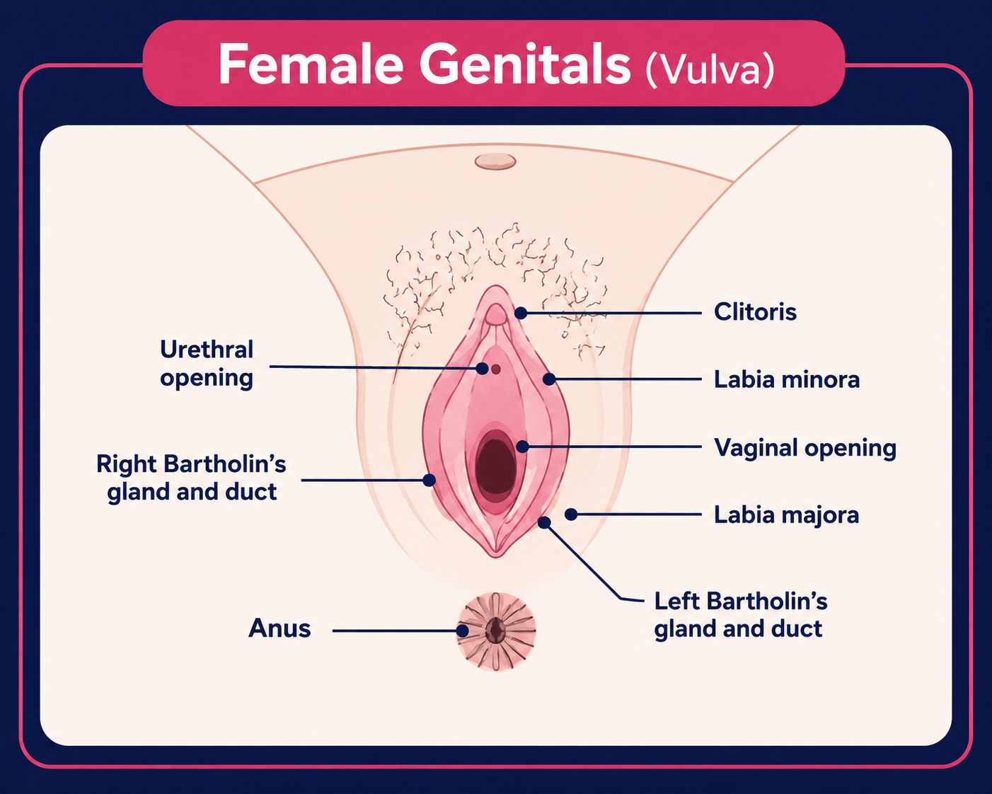 female reproductive system diagram