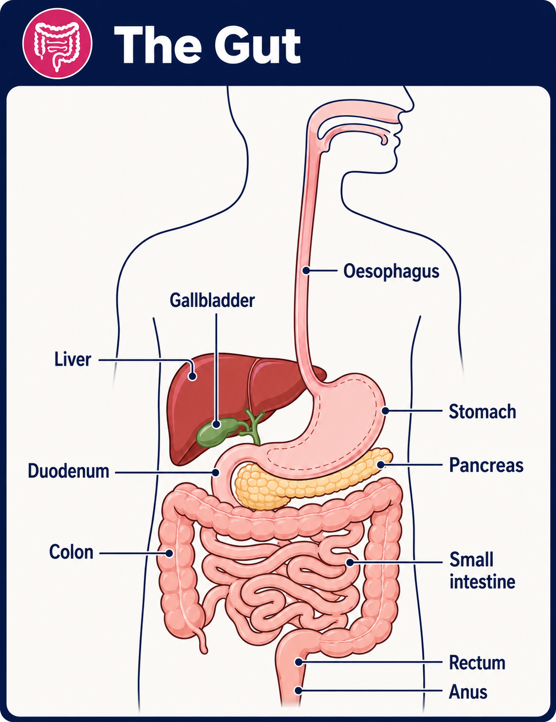 The Gut - simple
