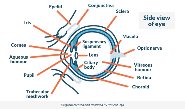 Side View of the Eye