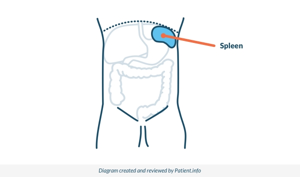 The spleen